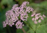 Chaerophyllum hirsutum