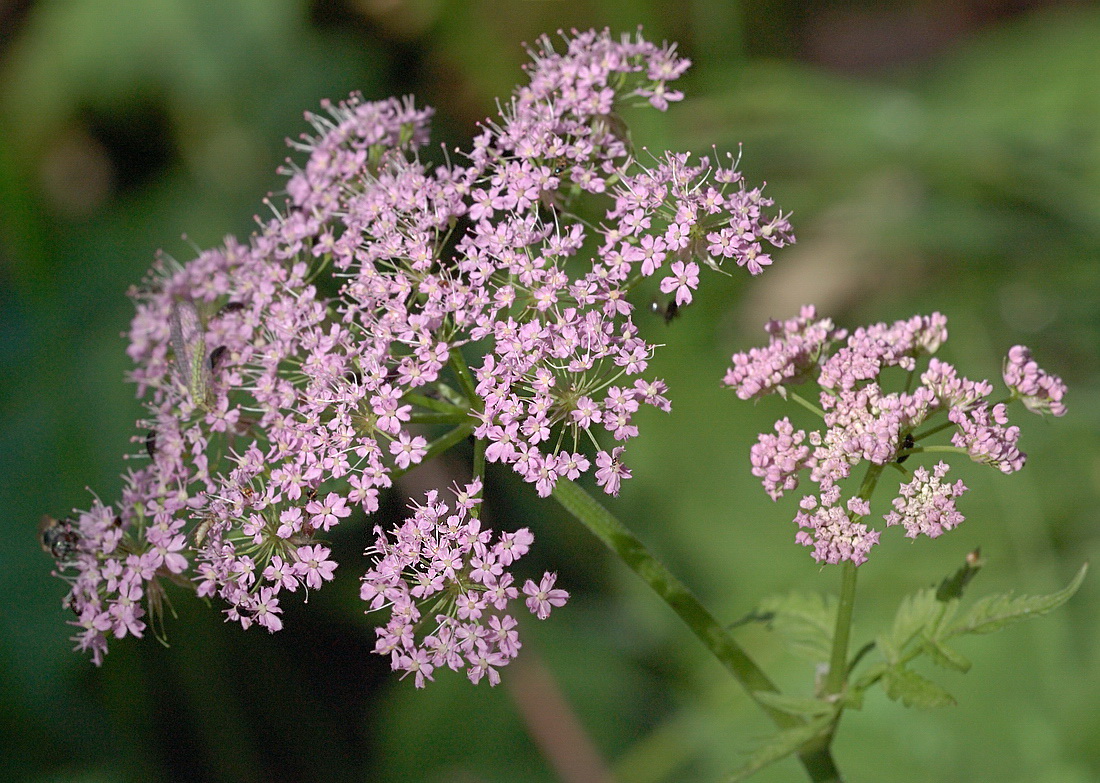 Изображение особи Chaerophyllum hirsutum.