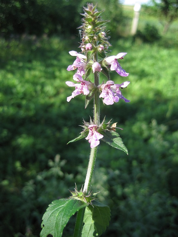 Изображение особи Stachys palustris.