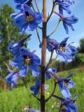 Delphinium elatum. Часть соцветия. Республика Хакасия, Ширинский р-н, окр. с. Ефремкино, долина р. Белый Июс. 18.07.2012.