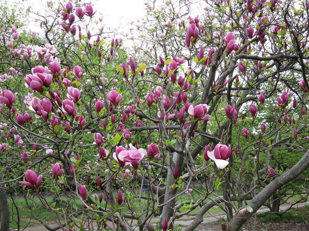 Изображение особи Magnolia × soulangeana.
