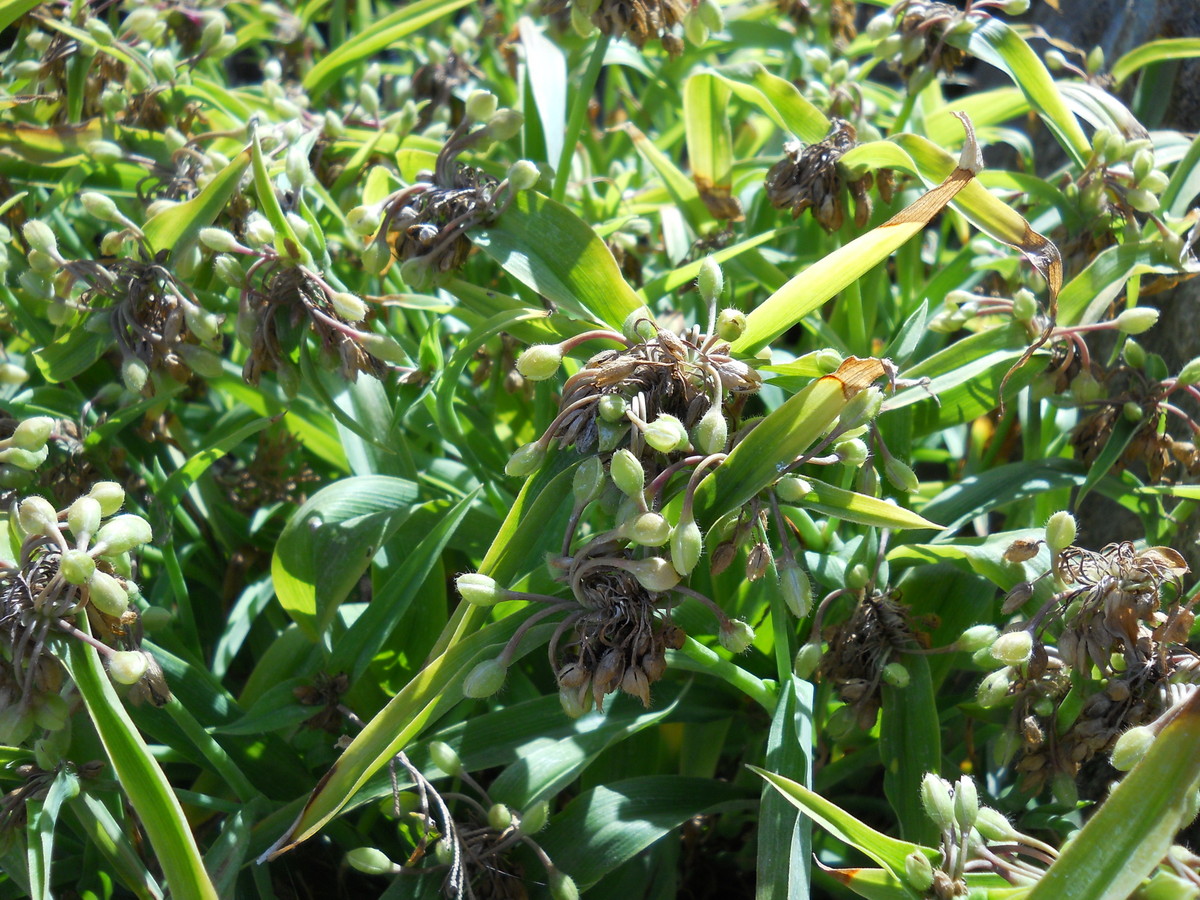 Image of Tradescantia virginiana specimen.
