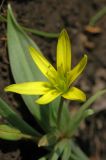 genus Gagea