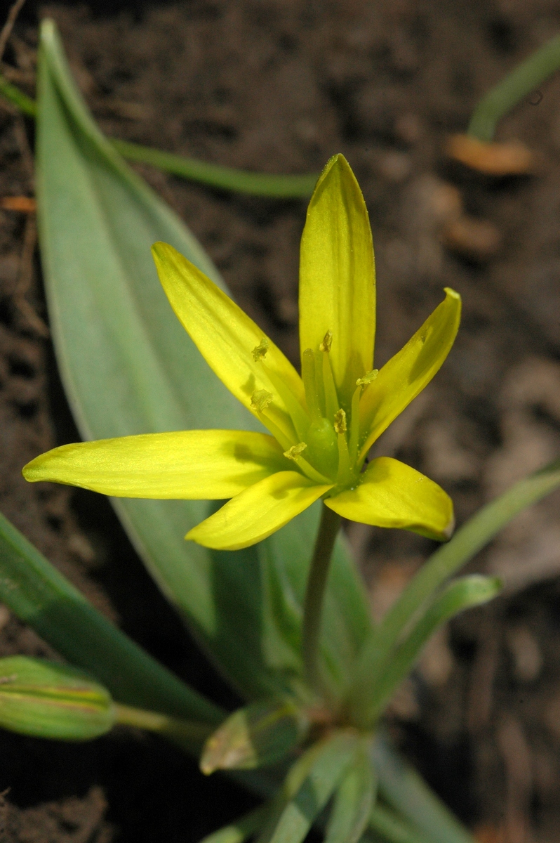 Image of genus Gagea specimen.