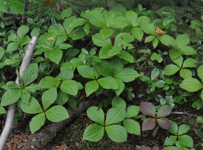 Изображение особи Chamaepericlymenum canadense.