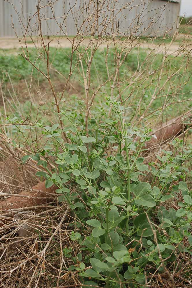 Изображение особи Zygophyllum fabago.