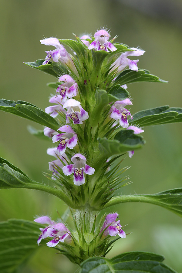 Image of Galeopsis tetrahit specimen.