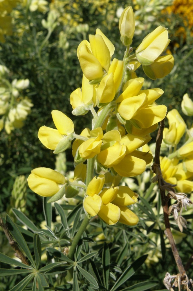 Изображение особи Lupinus arboreus.