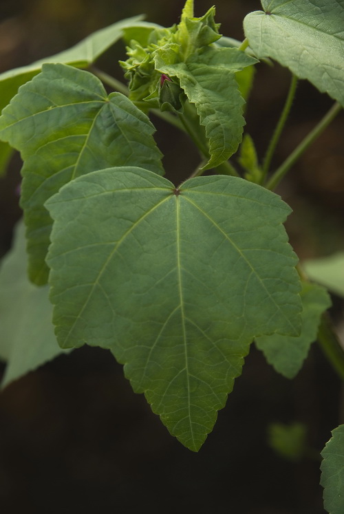 Image of Malva trimestris specimen.