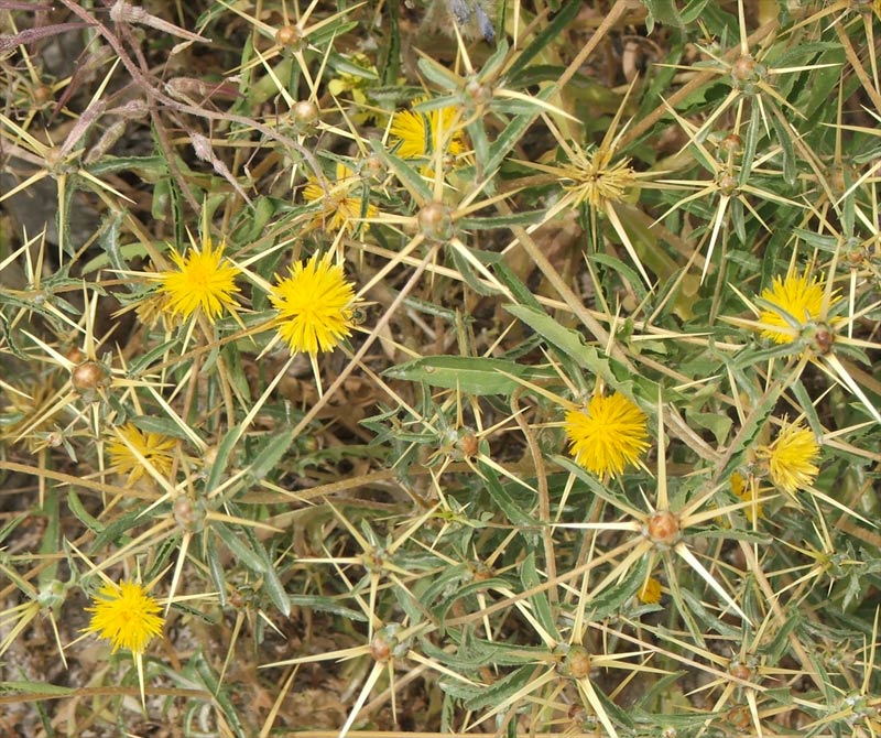 Image of Centaurea hyalolepis specimen.