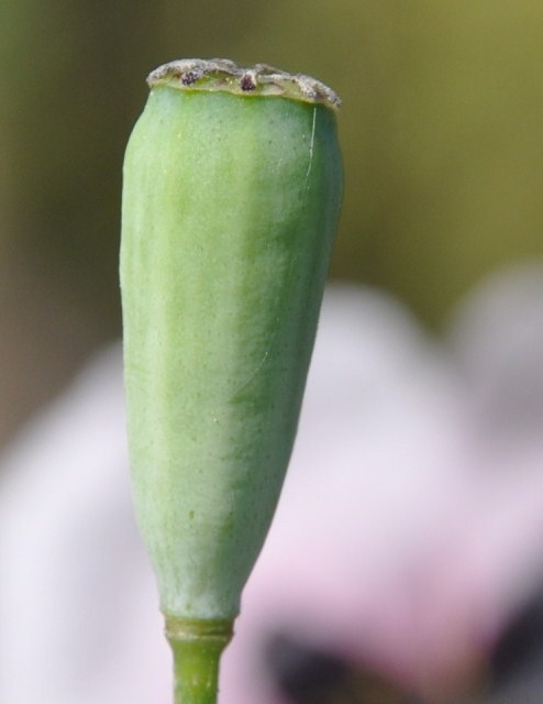 Image of Papaver lecoqii specimen.