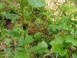Ribes procumbens. Часть цветущего растения. Хабаровский край, Ванинский р-н, руч. Агандяк. 01.06.2012.