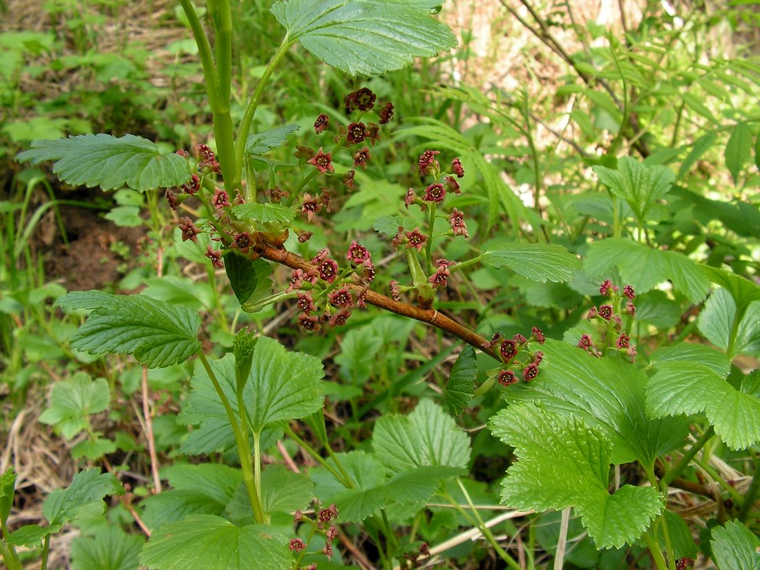 Image of Ribes procumbens specimen.