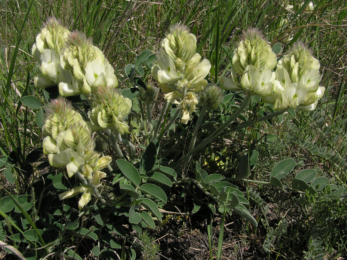 Изображение особи Hedysarum grandiflorum.