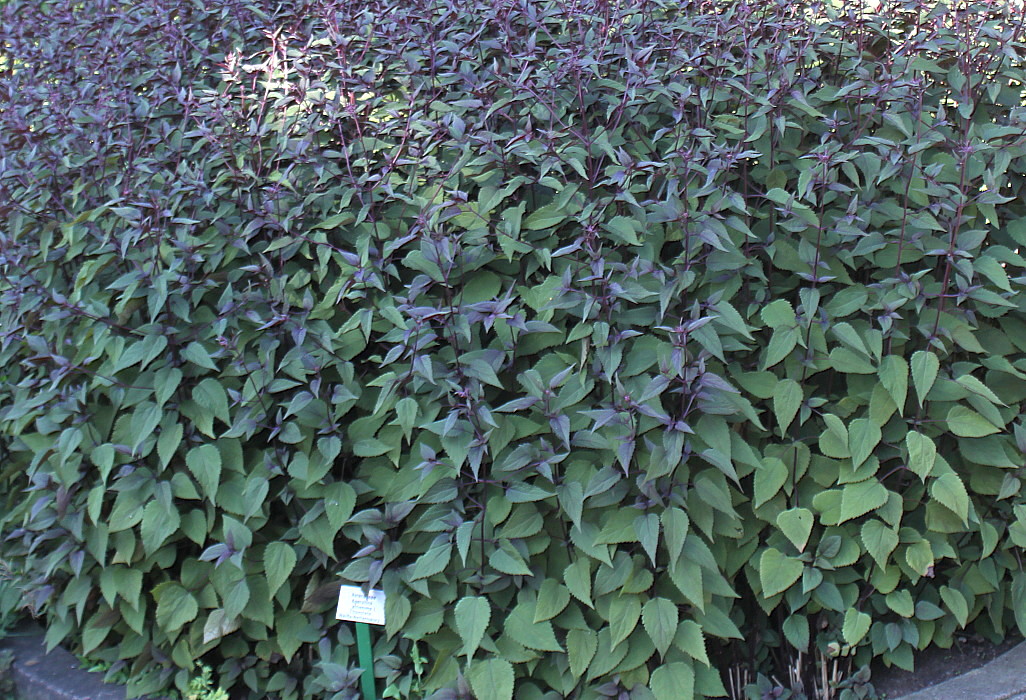 Image of Ageratina altissima specimen.