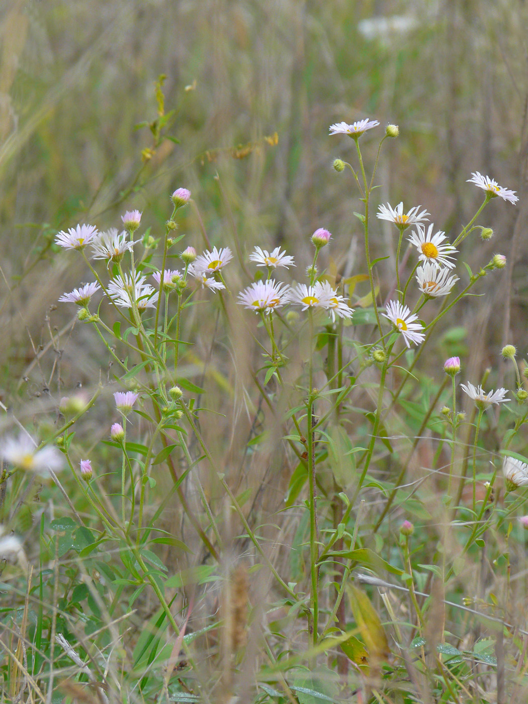 Изображение особи Erigeron annuus.