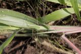 Panicum virgatum