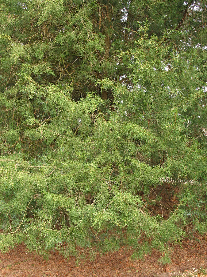 Изображение особи Juniperus virginiana.