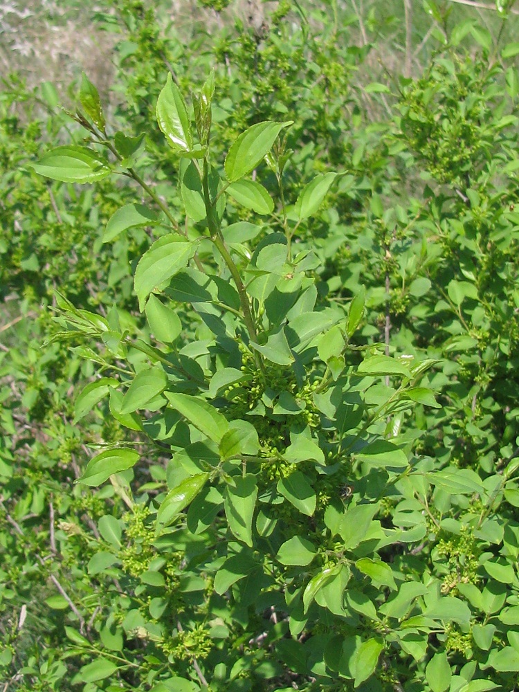 Image of Rhamnus cathartica specimen.