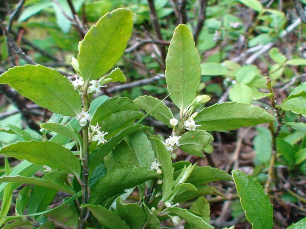 Image of Ilex rugosa specimen.