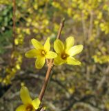 Forsythia ovata