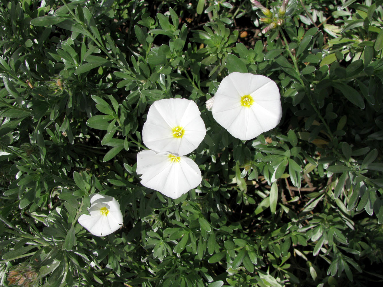 Image of Convolvulus cneorum specimen.