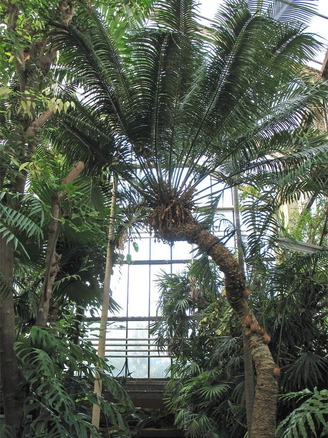 Изображение особи Cycas rumphii.