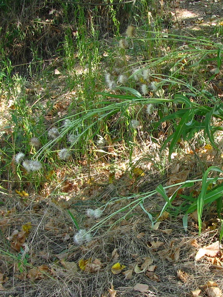 Image of Jurinea pseudocyanoides specimen.