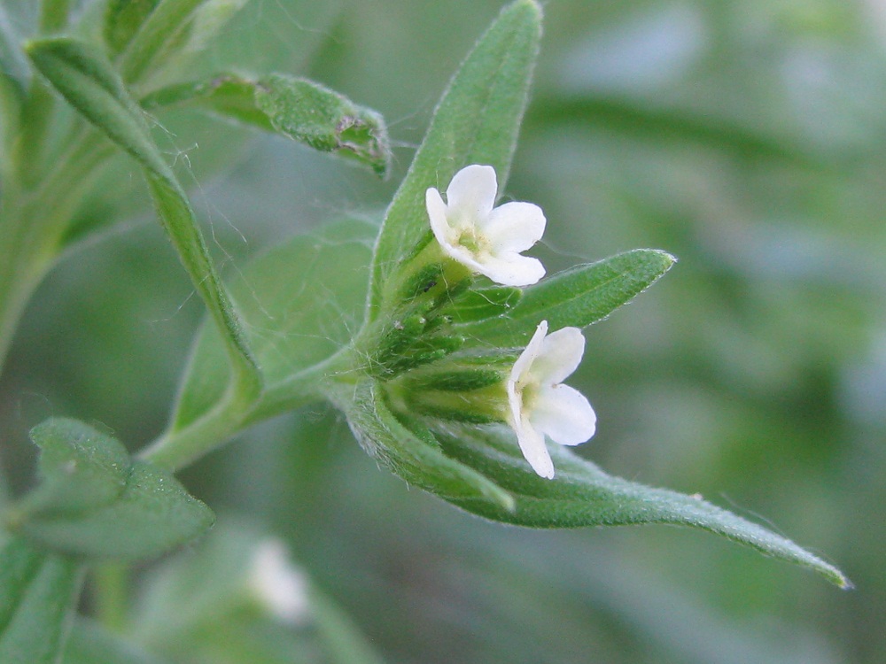 Изображение особи Lithospermum officinale.