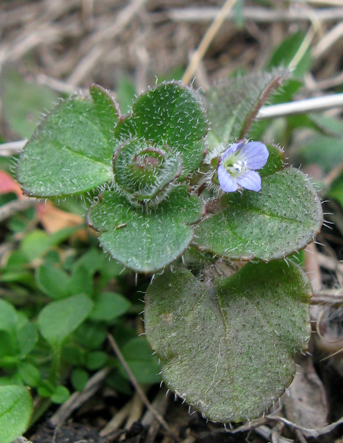 Изображение особи Veronica hederifolia.