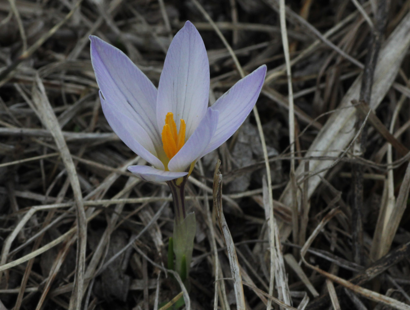 Image of Crocus reticulatus specimen.