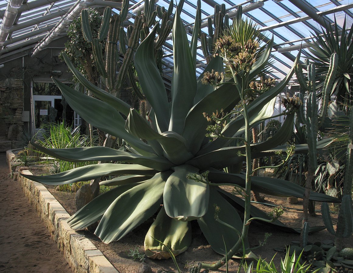 Изображение особи Agave salmiana.