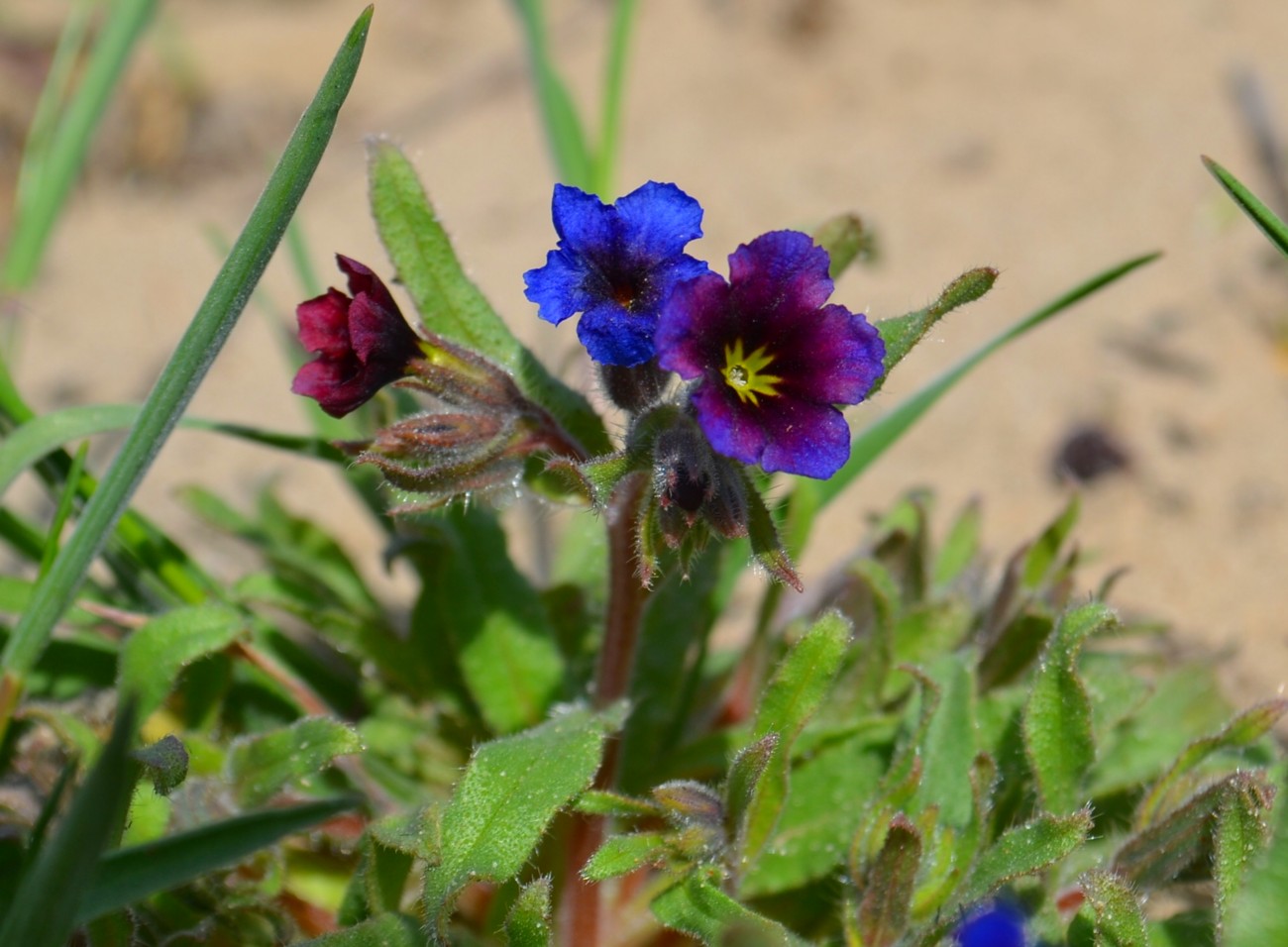 Изображение особи Nonea polychroma.