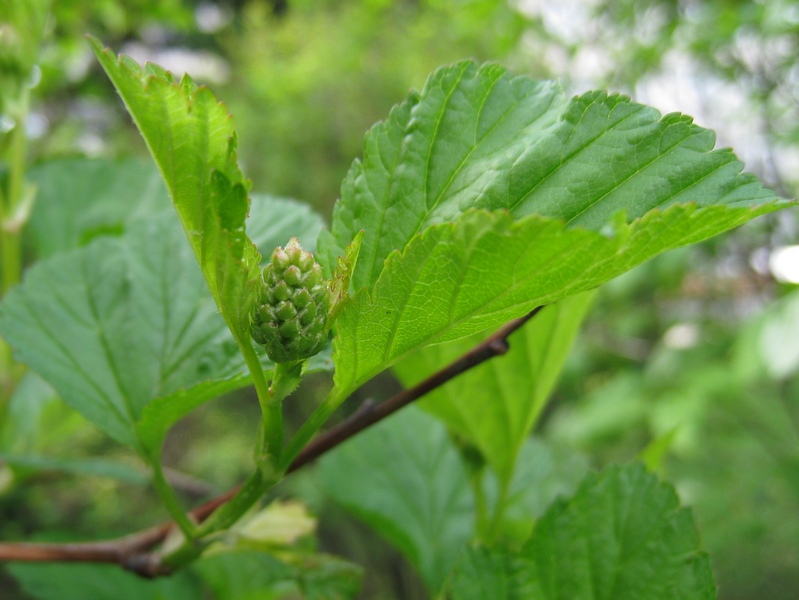 Image of Physocarpus opulifolius specimen.