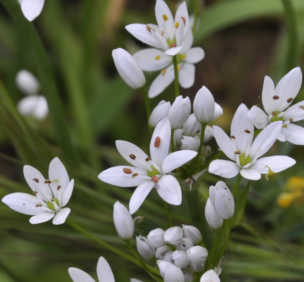 Изображение особи Allium subhirsutum.