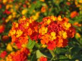 Lantana camara