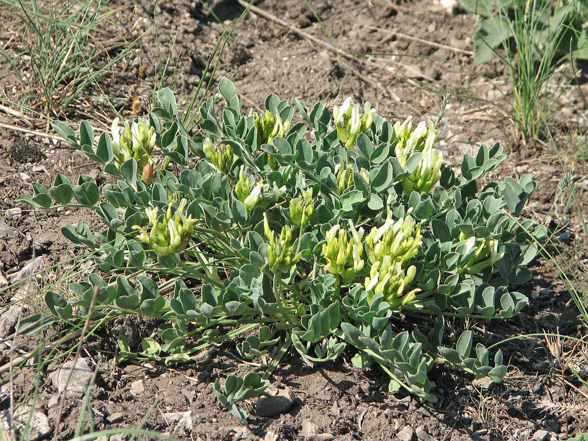 Изображение особи Astragalus calycinus.