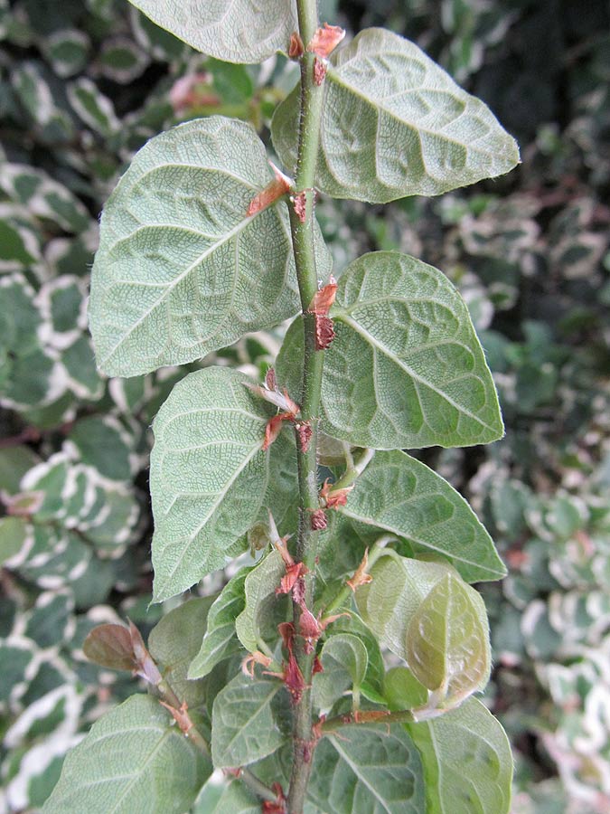 Image of Ficus pumila specimen.