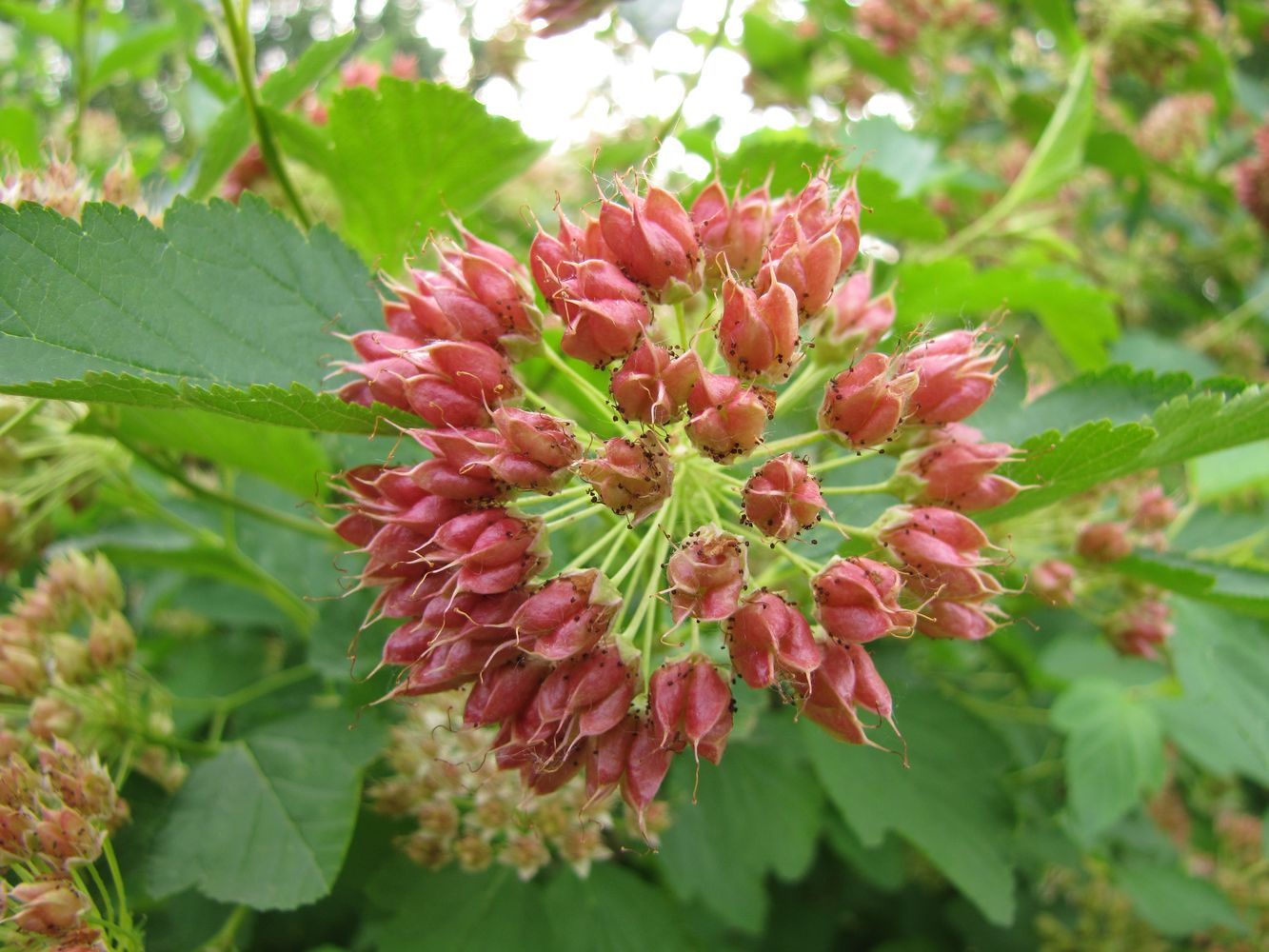 Изображение особи Physocarpus opulifolius.
