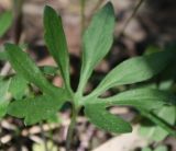 Ranunculus auricomus. (Ranunculus amblyodon). Наиболее рассечёный прикорневой лист. Ленинградская обл., Большая Ижора. 31.05.2009.