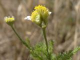 Anthemis cotula