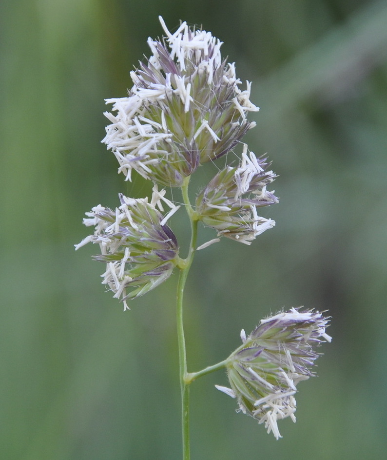 Изображение особи Dactylis glomerata.