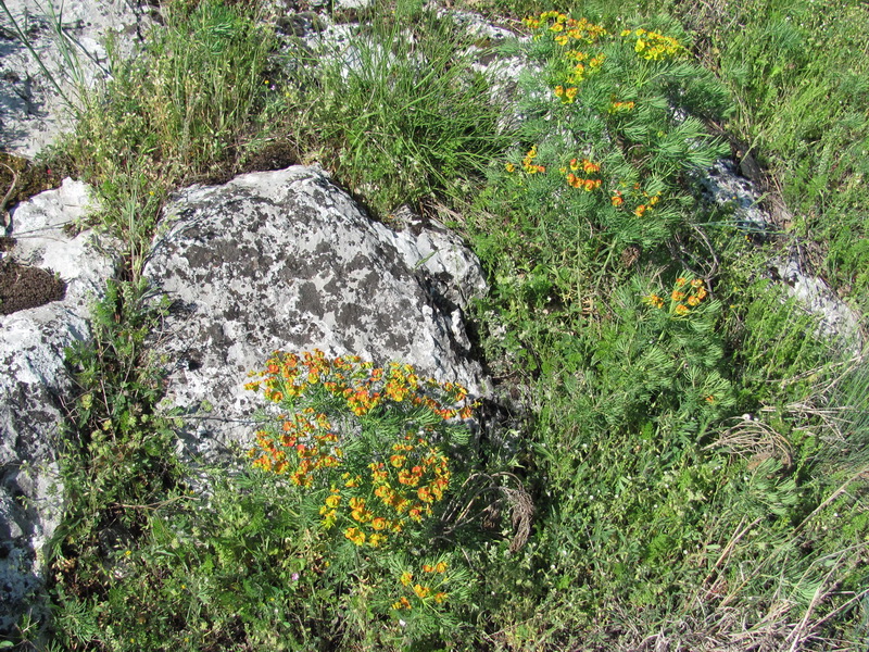 Изображение особи Euphorbia cyparissias.