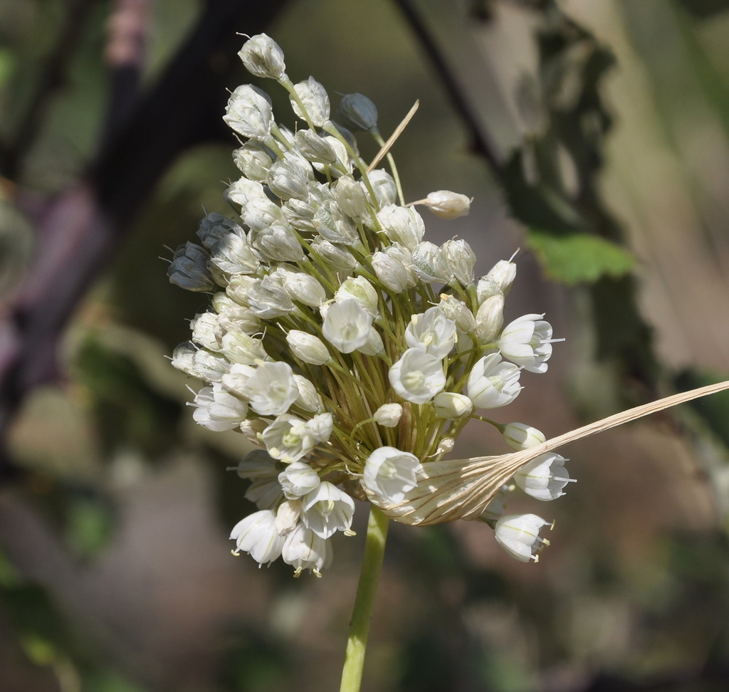 Image of Allium pallens specimen.