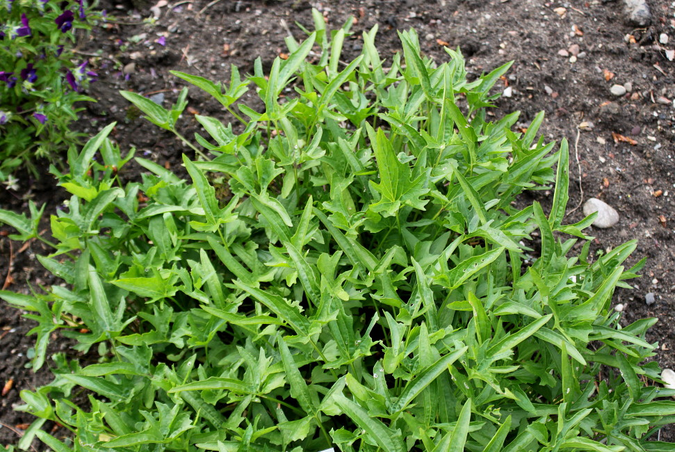Image of Viola palmata specimen.