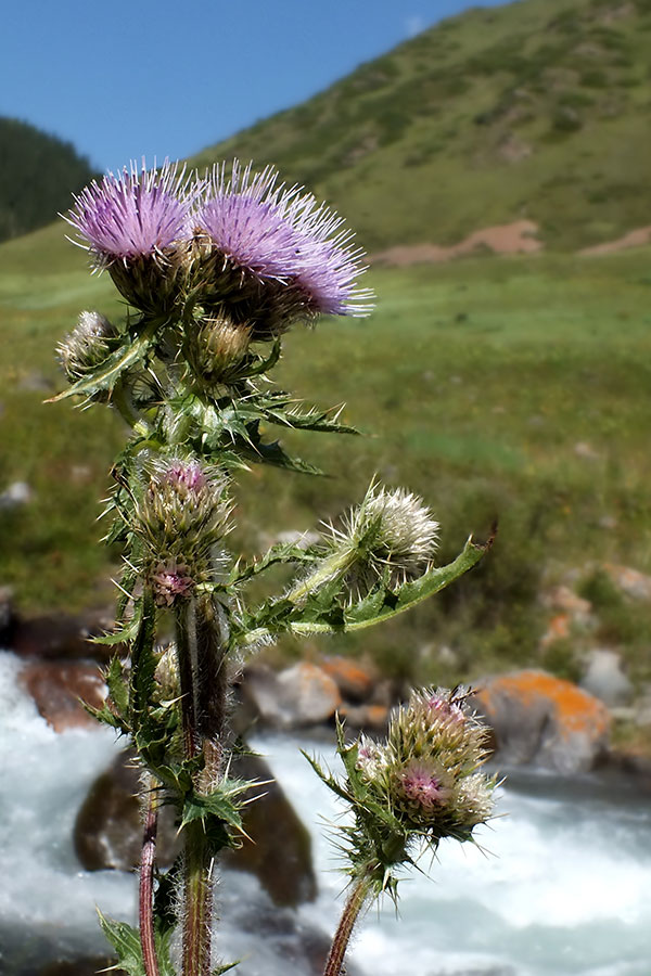 Изображение особи Cirsium polyacanthum.