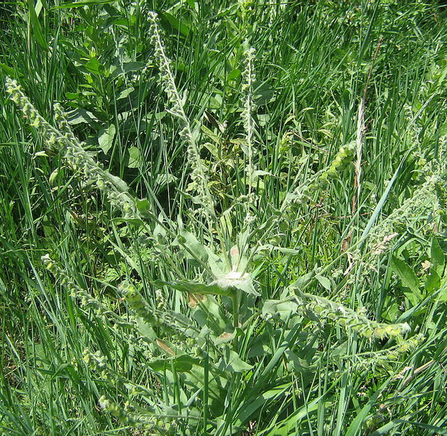 Image of Cynoglossum officinale specimen.