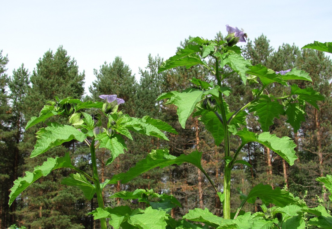 Image of Nicandra physalodes specimen.