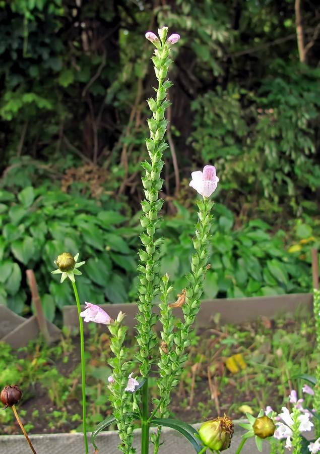 Image of Physostegia virginiana specimen.