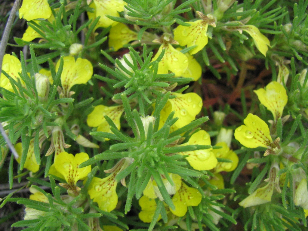 Image of Ajuga chia specimen.